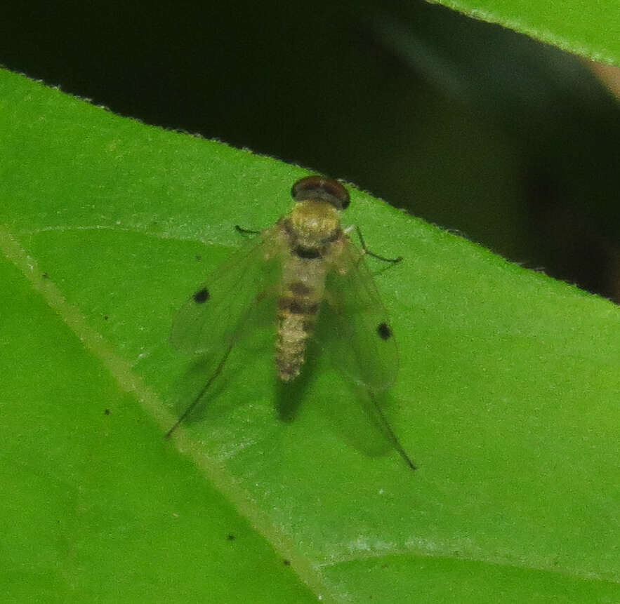 Image of Chrysopilus modestus Loew 1872