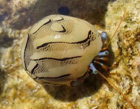 Слика од Clibanarius tricolor (Gibbes 1850)