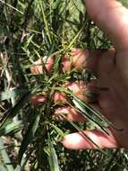 Oenothera filipes (Spach) W. L. Wagner & Hoch resmi