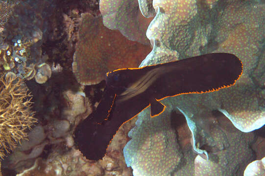 Image of Longfin batfish