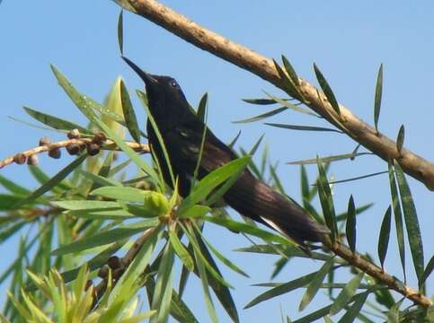 صورة Florisuga fusca (Vieillot 1817)