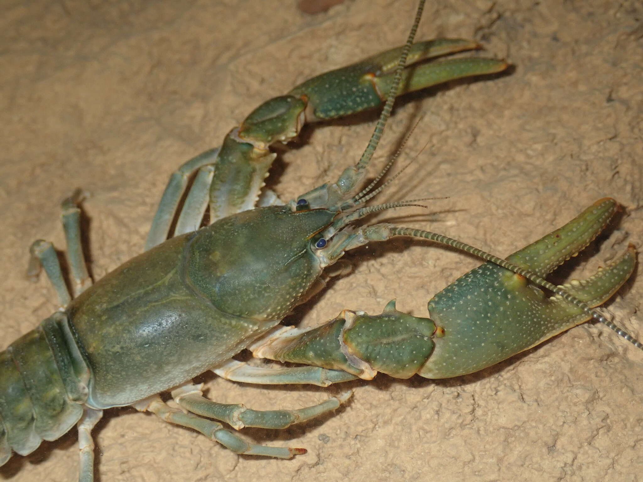 Cambarus tenebrosus Hay 1902的圖片