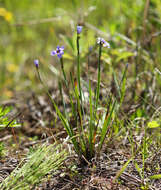 Image of northern blue-eyed grass