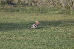 Image of Eurasian Hoopoe