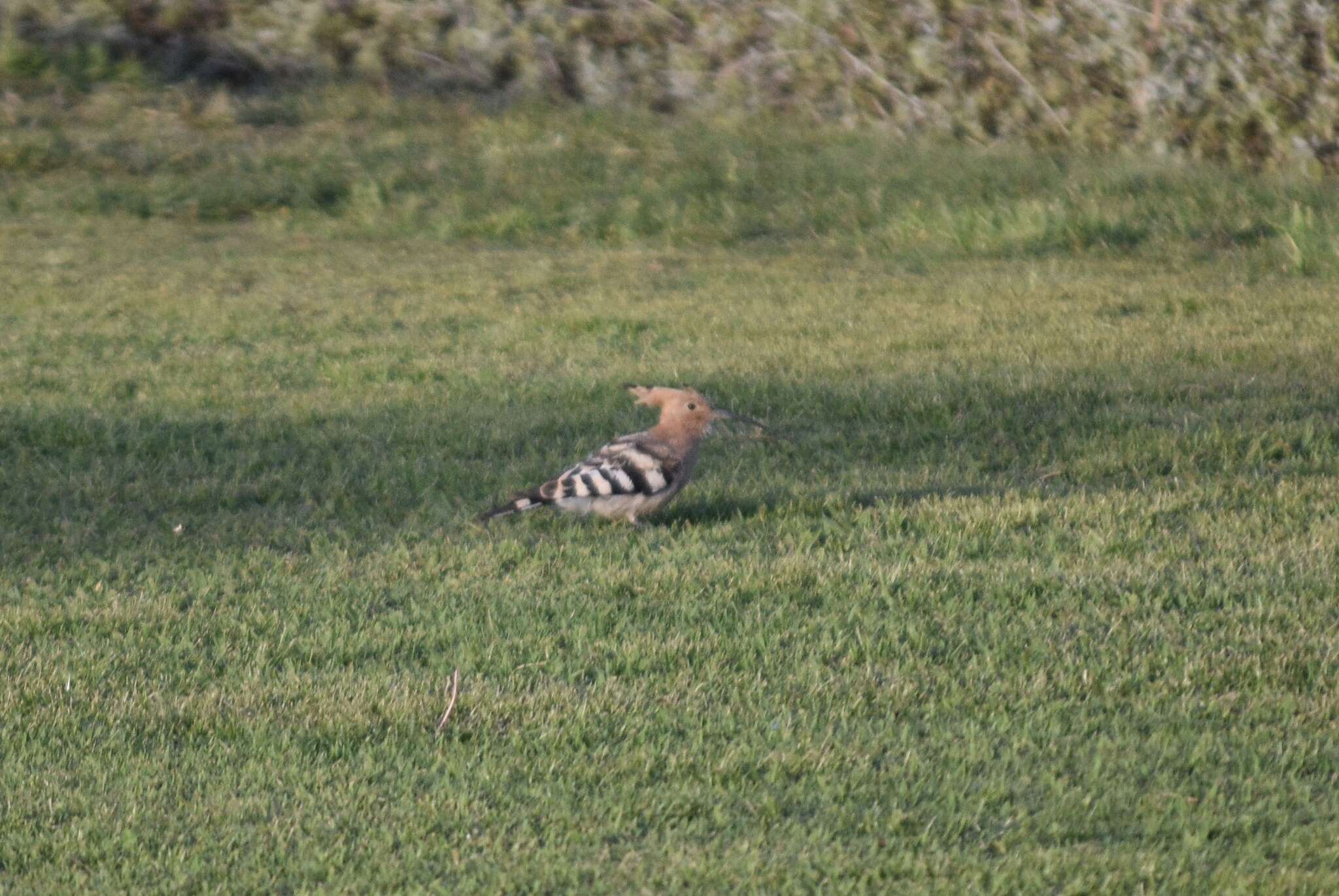 Image of Eurasian Hoopoe