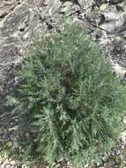 صورة Juniperus excelsa subsp. polycarpos (K. Koch) Takht.