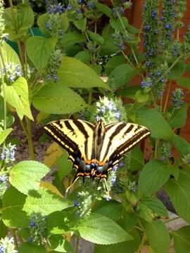 Sivun Papilio pilumnus Boisduval 1836 kuva