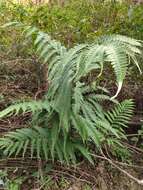 Image of Pteris arisanensis Tag.