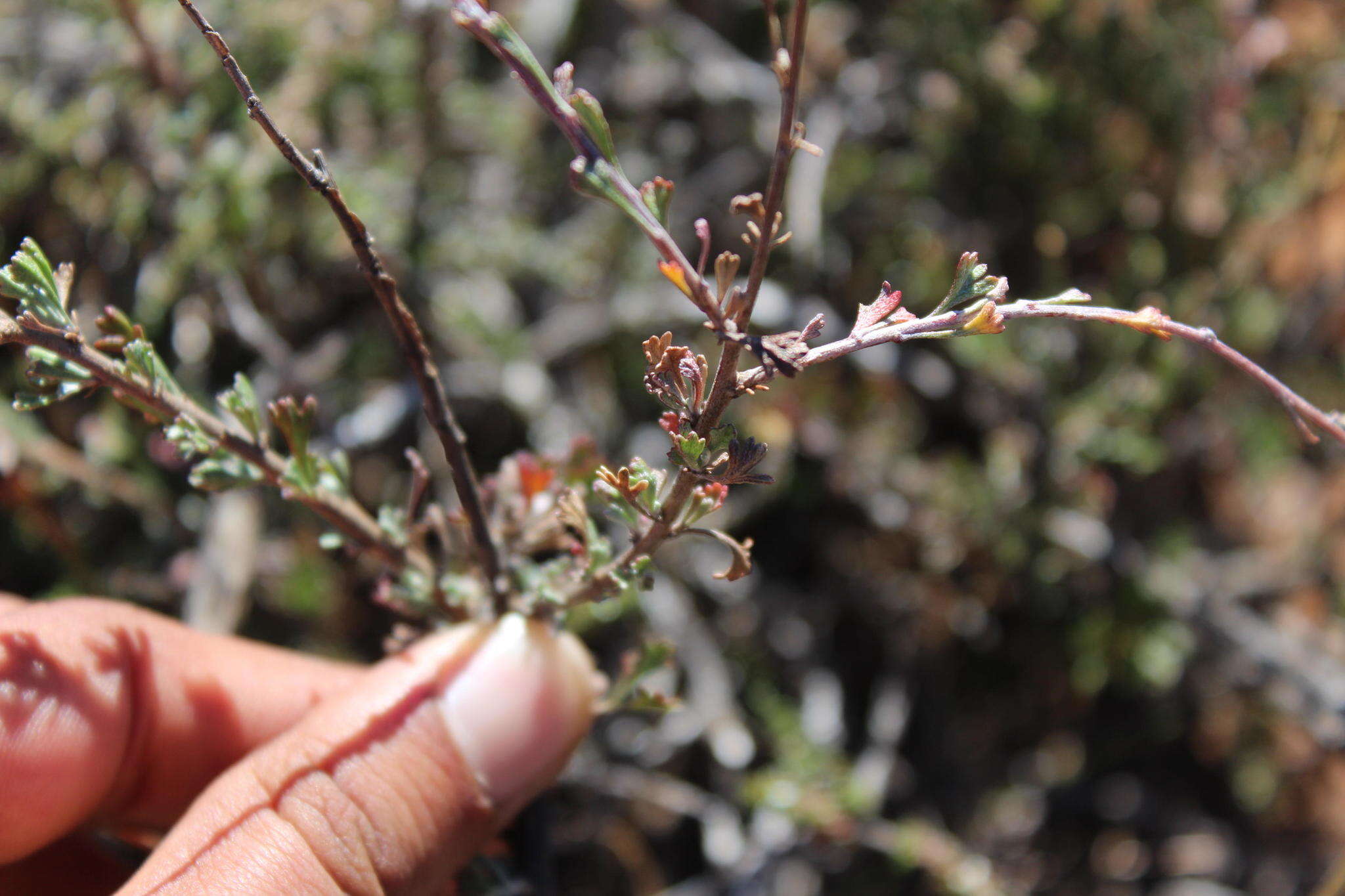 Image of Pentzia quinquefida (Thunb.) Less.