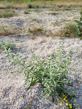 Image of Echium italicum subsp. biebersteinii (Lacaita) Greuter & Burdet