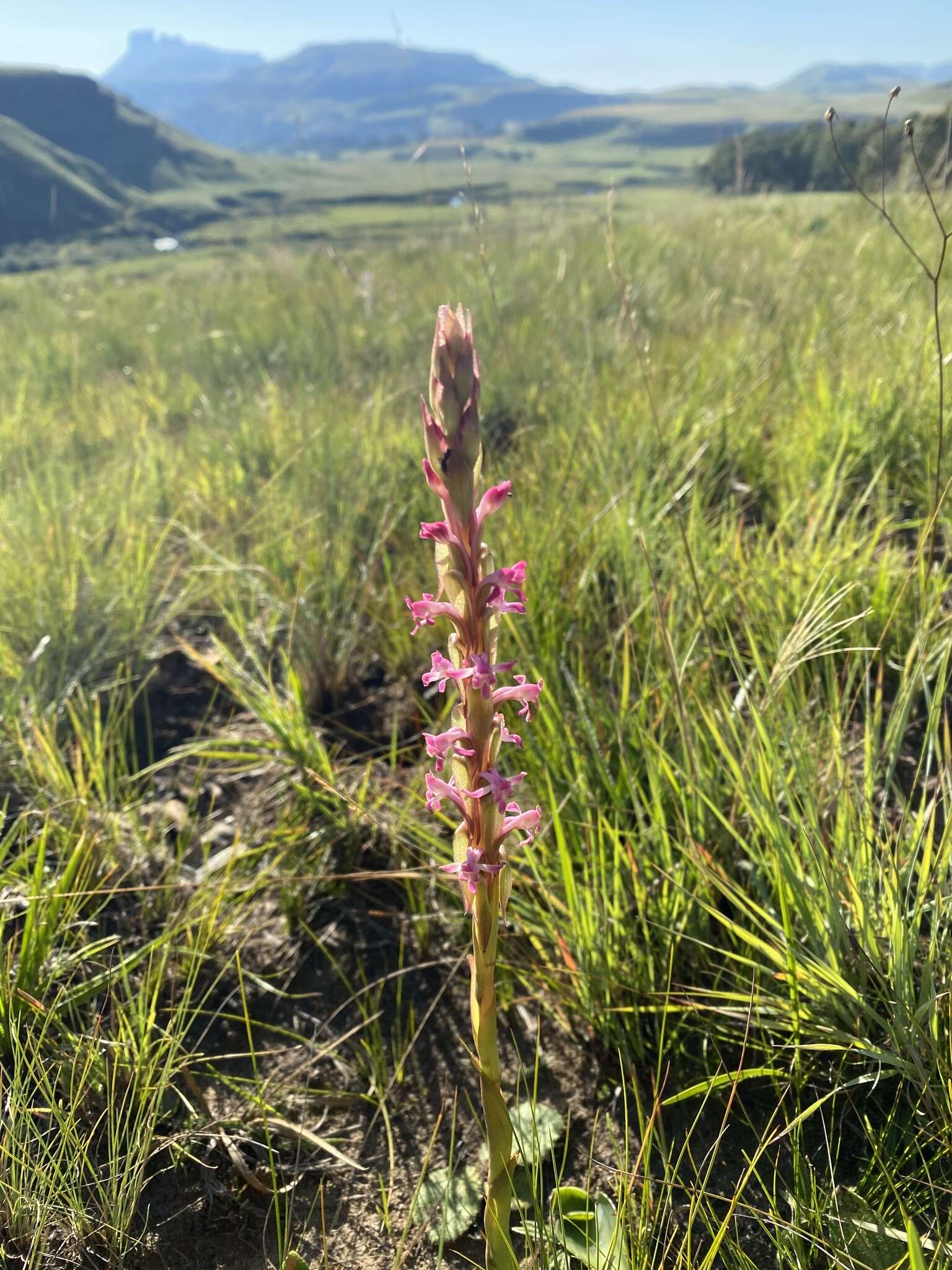 Image of Satyrium longicauda var. jacottetianum (Kraenzl.) A. V. Hall