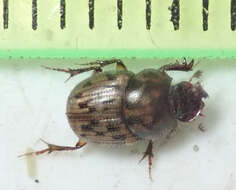 Image of Onthophagus (Furconthophagus) variegatus (Fabricius 1798)