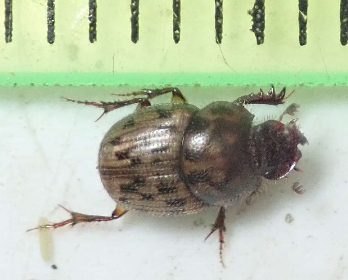 Image of Onthophagus (Furconthophagus) variegatus (Fabricius 1798)