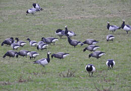 صورة Branta bernicla bernicla (Linnaeus 1758)