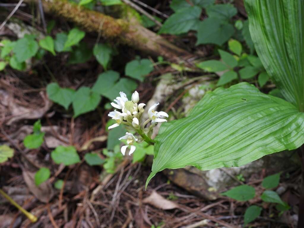 Image of Govenia alba A. Rich. & Galeotti