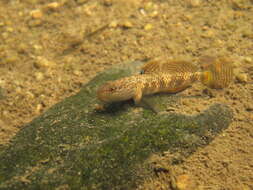 Image of Rhinogobius leavelli (Herre 1935)