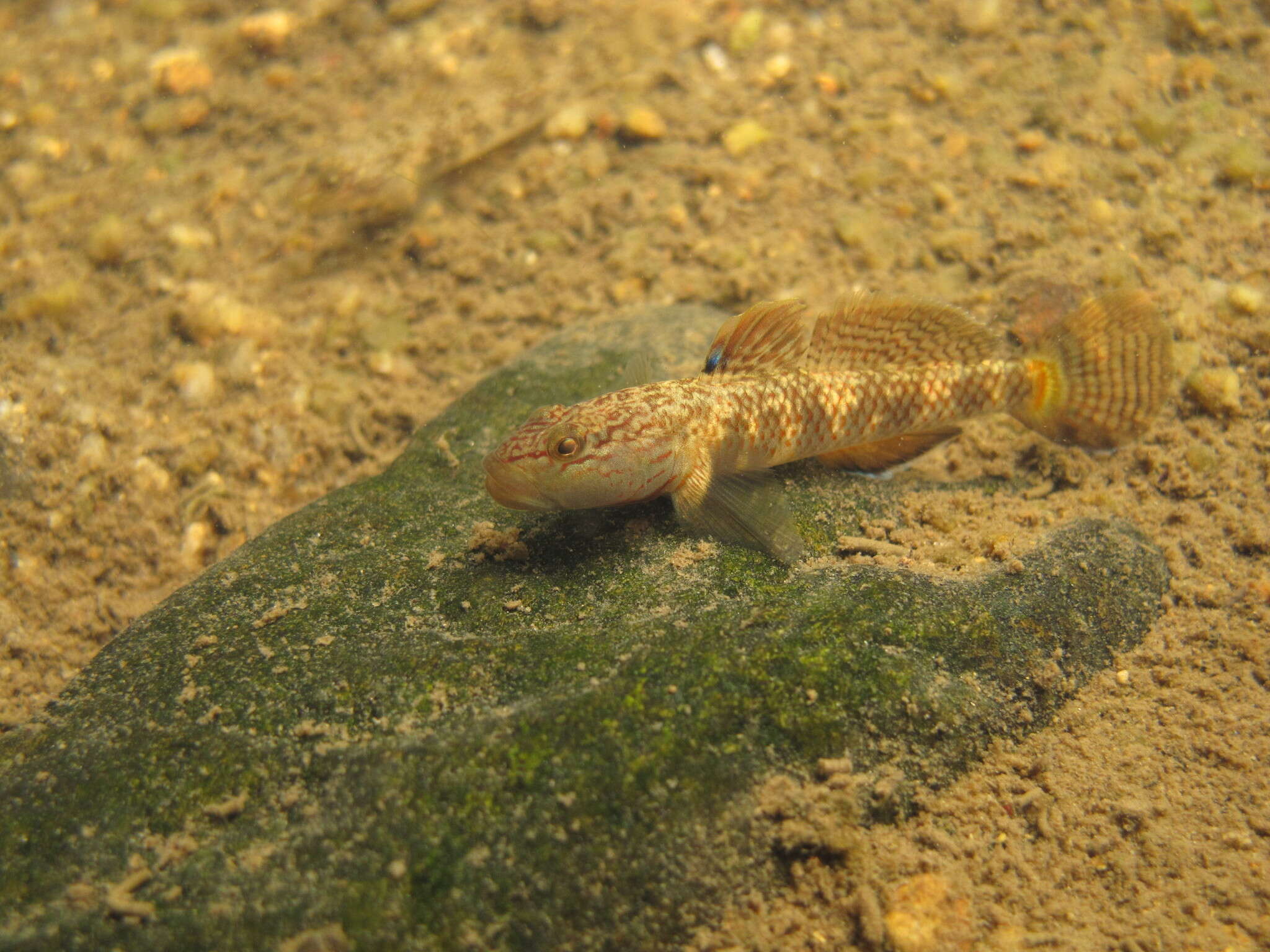 Image of Rhinogobius leavelli (Herre 1935)