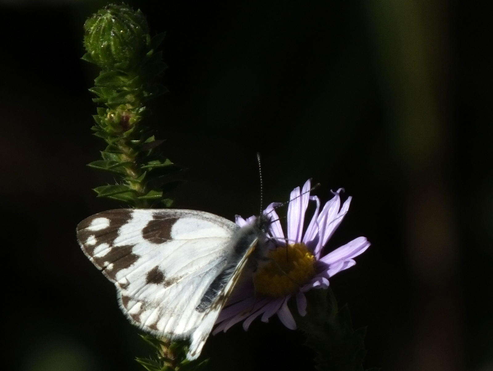 Image of Pontia helice (Linnaeus 1764)