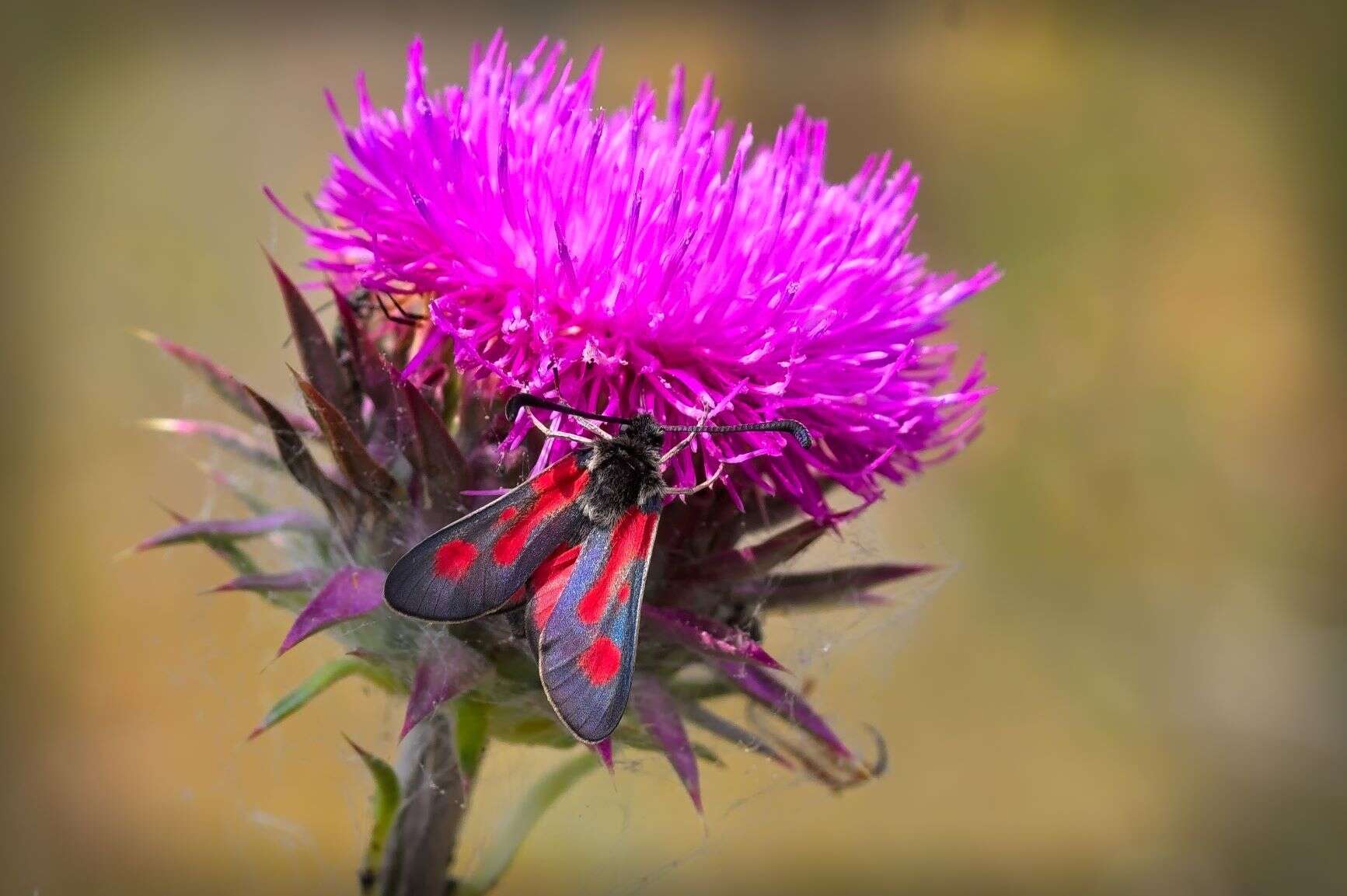 Image of Zygaena punctum Ochsenheimer 1808