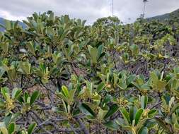 Image of Solmsia calophylla Baill.