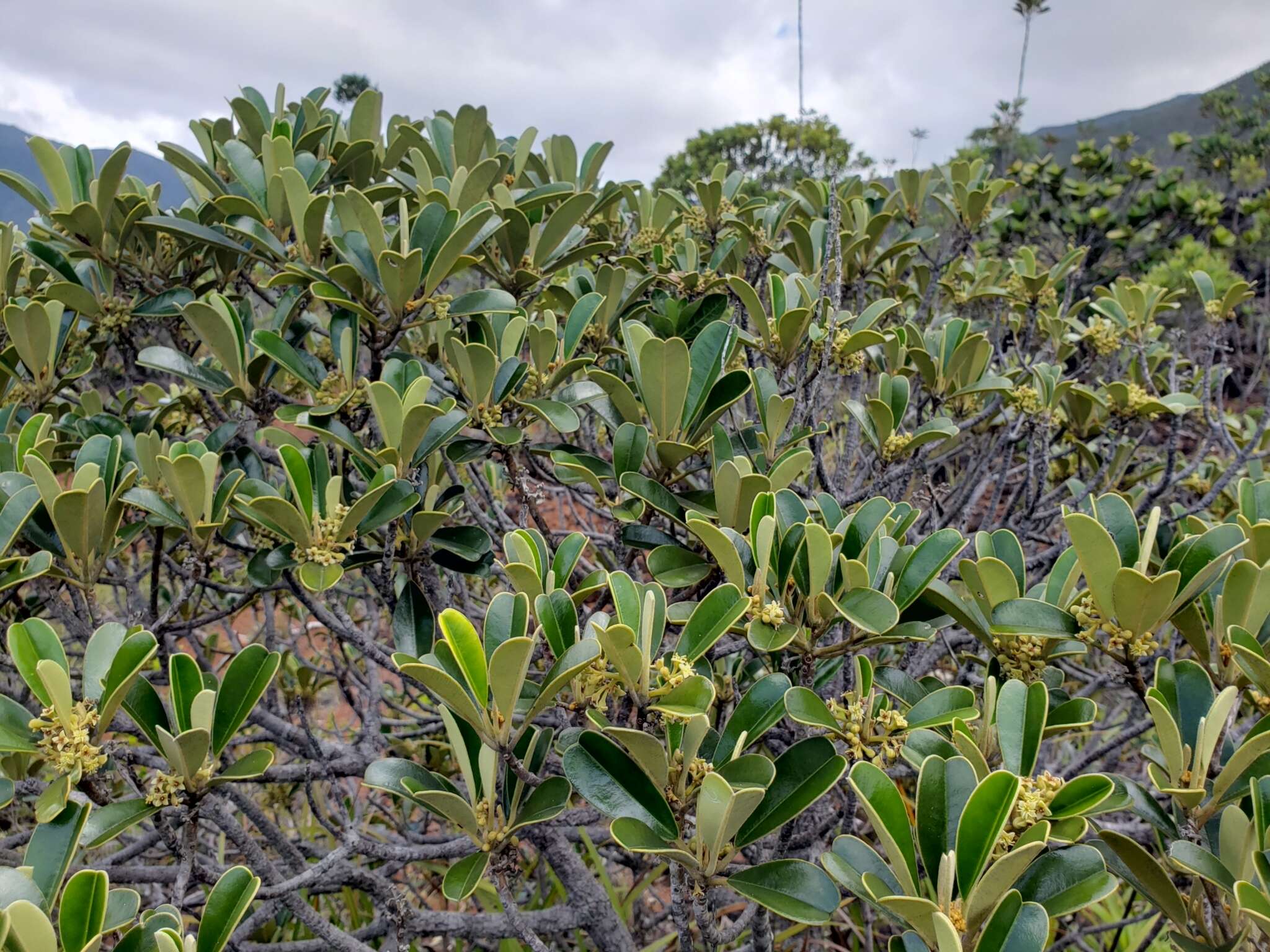 Image of Solmsia calophylla Baill.