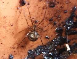 Image of cave cobweb spiders