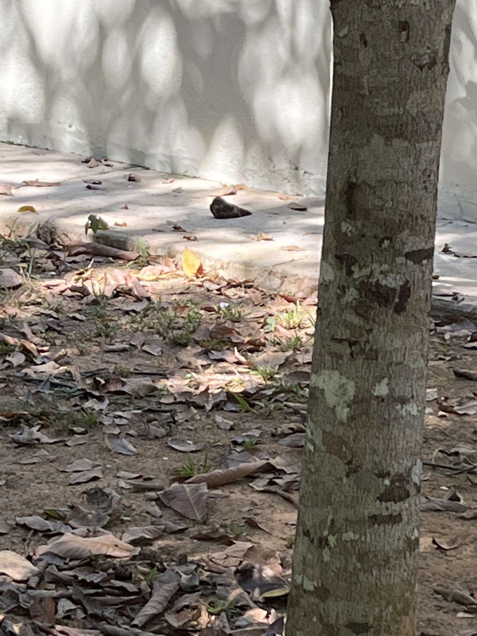 Image of Blackish Nightjar