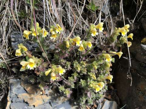 Imagem de Euphrasia nankotaizanensis Yamam.