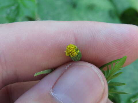 Bidens leptocephala Sherff的圖片