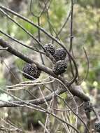 صورة Allocasuarina nana (Sieber ex Spreng.) L. A. S. Johnson