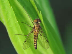 Image of Chrysopilus splendidus (Meigen 1820)