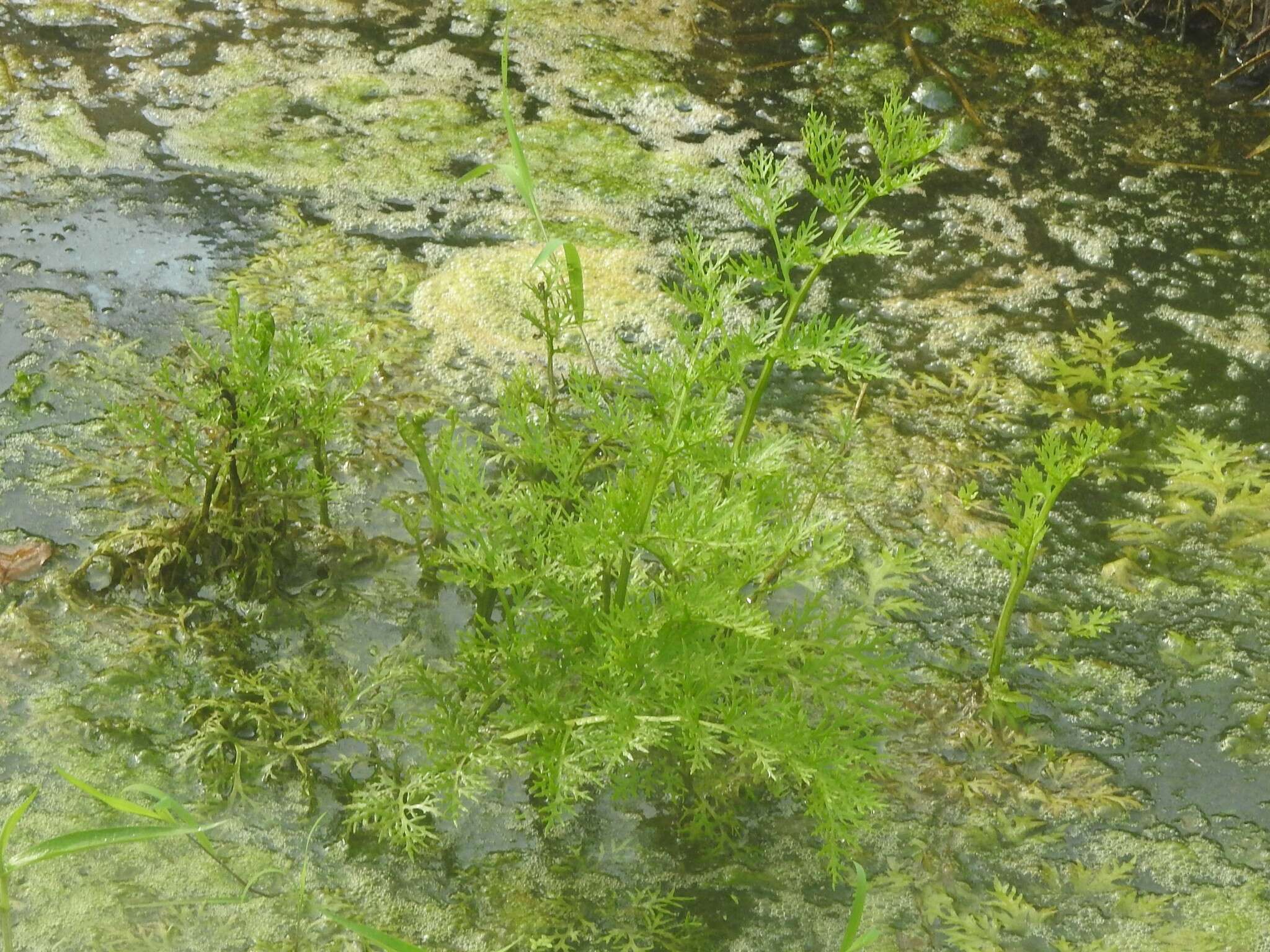 Image of watersprite