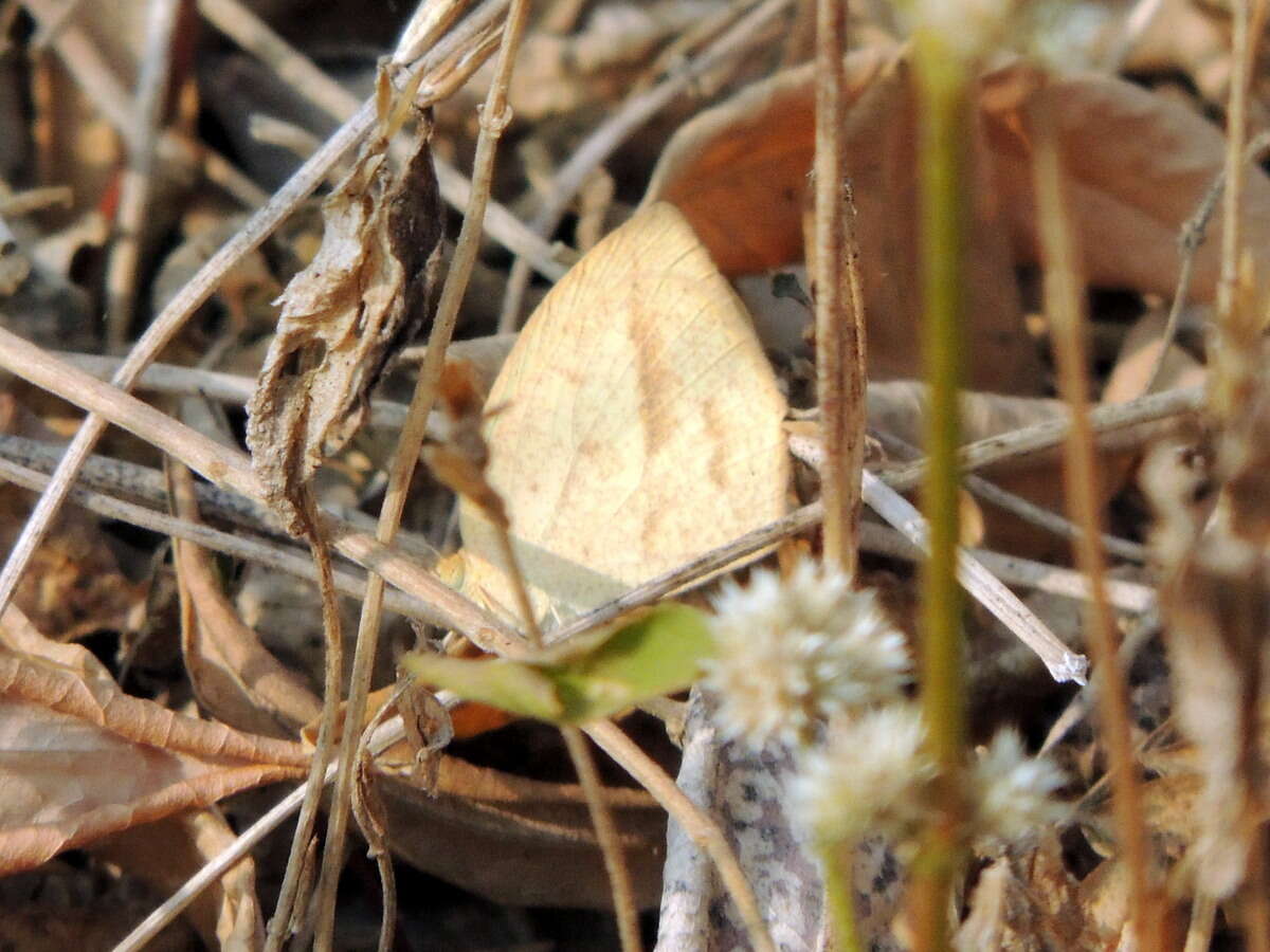 Image of Spotless Grass Yellow