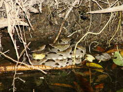 Plancia ëd Bothrops asper (Garman 1883)