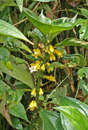 Image of Besleria melancholica (Vell.) C. V. Morton