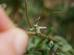 Imagem de Astragalus tribuloides Delile