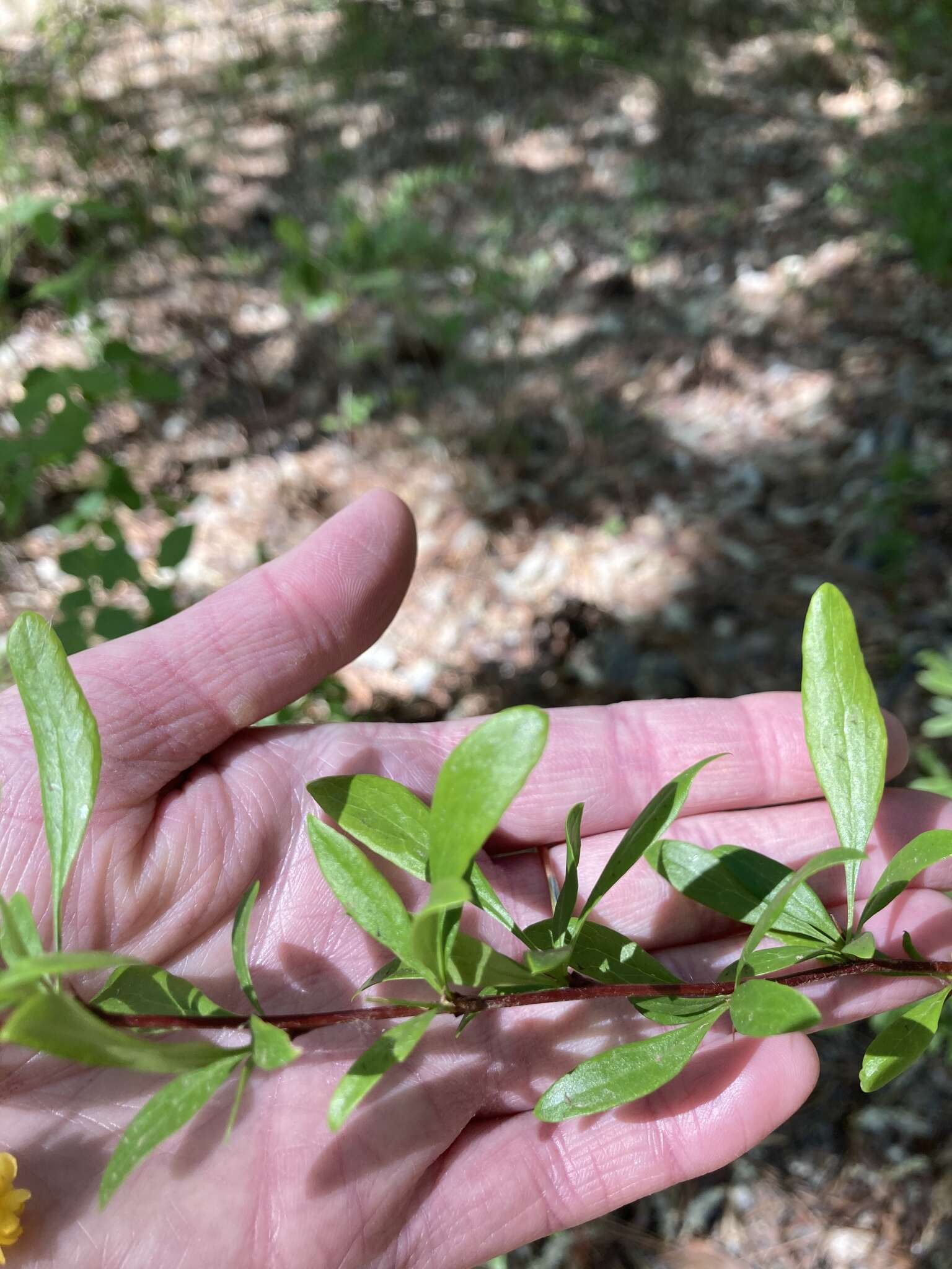 Plancia ëd Berberis fendleri A. Gray