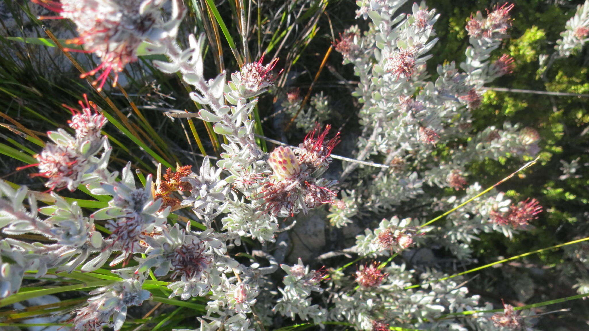 Image of Leucospermum wittebergense Compton