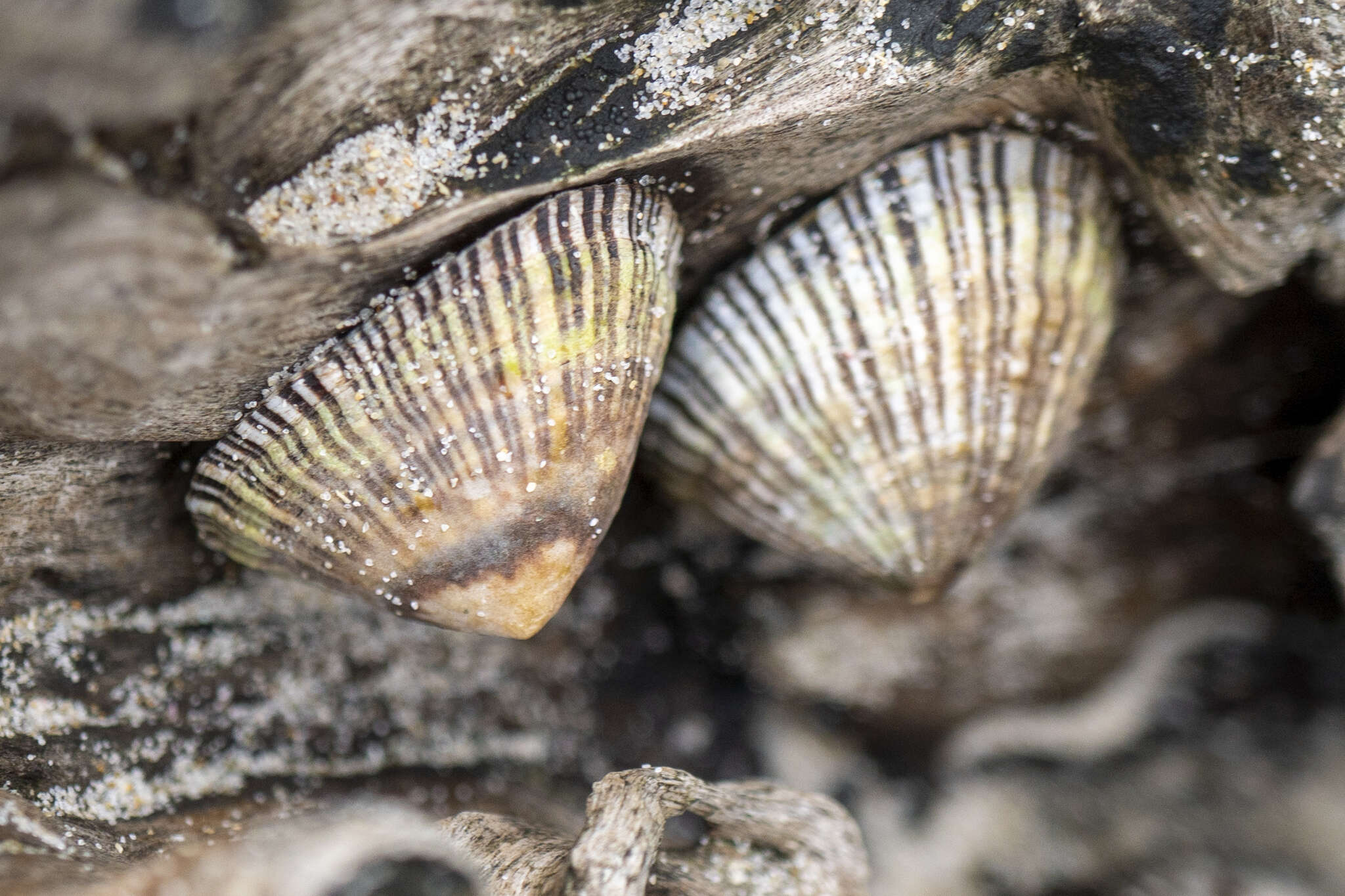 Image of Siphonaria funiculata Reeve 1856