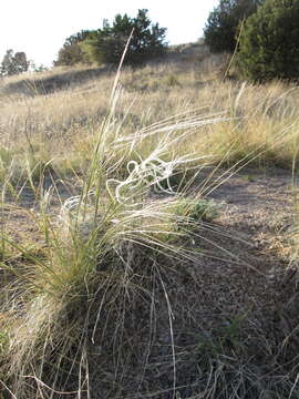 Image of New Mexico feathergrass