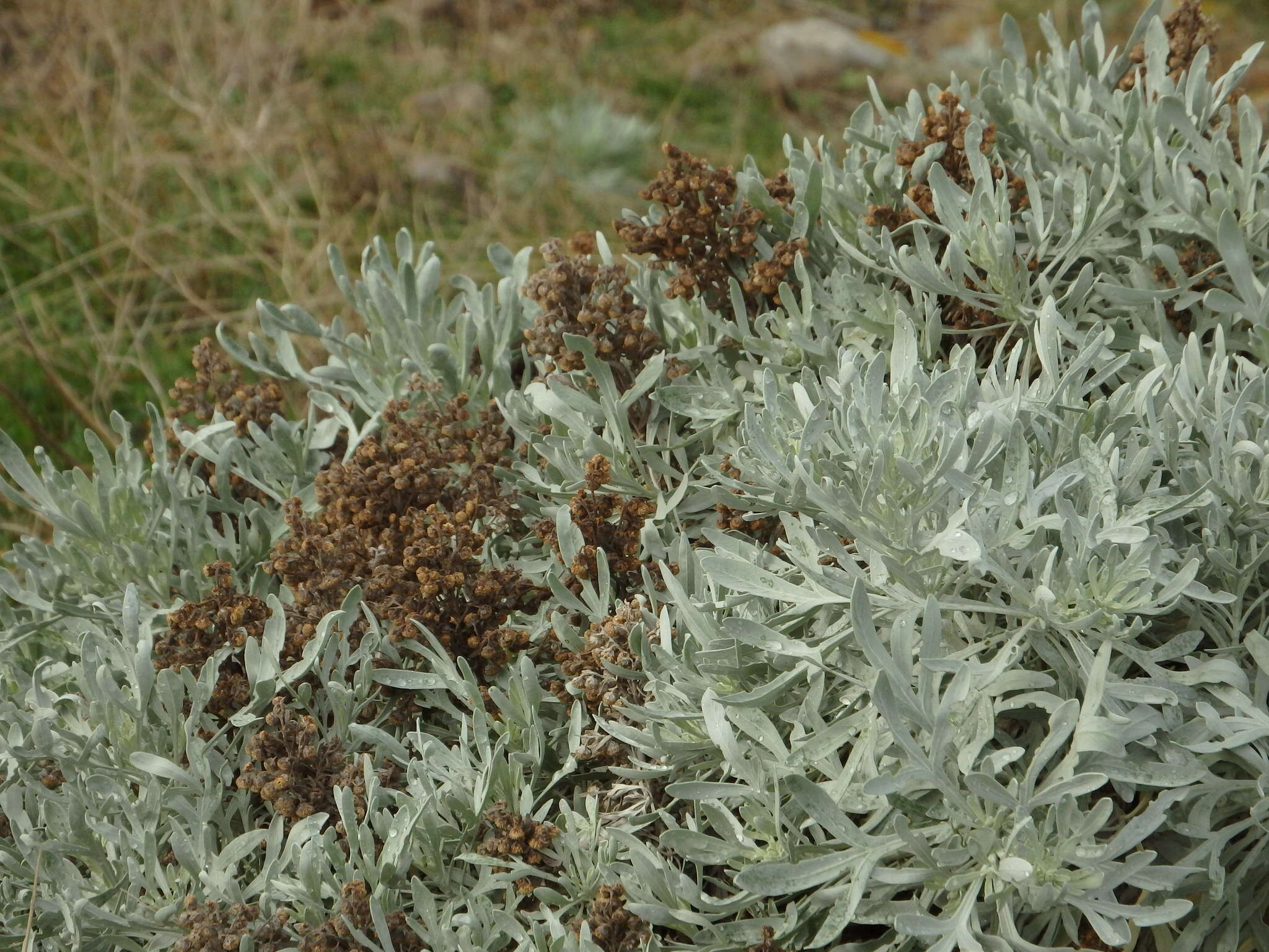 Слика од Artemisia argentea L'Hér.