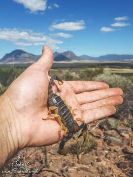 Image of Burrowing Scorpion