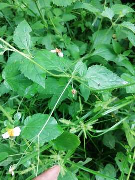 Imagem de Tridax platyphylla Robinson