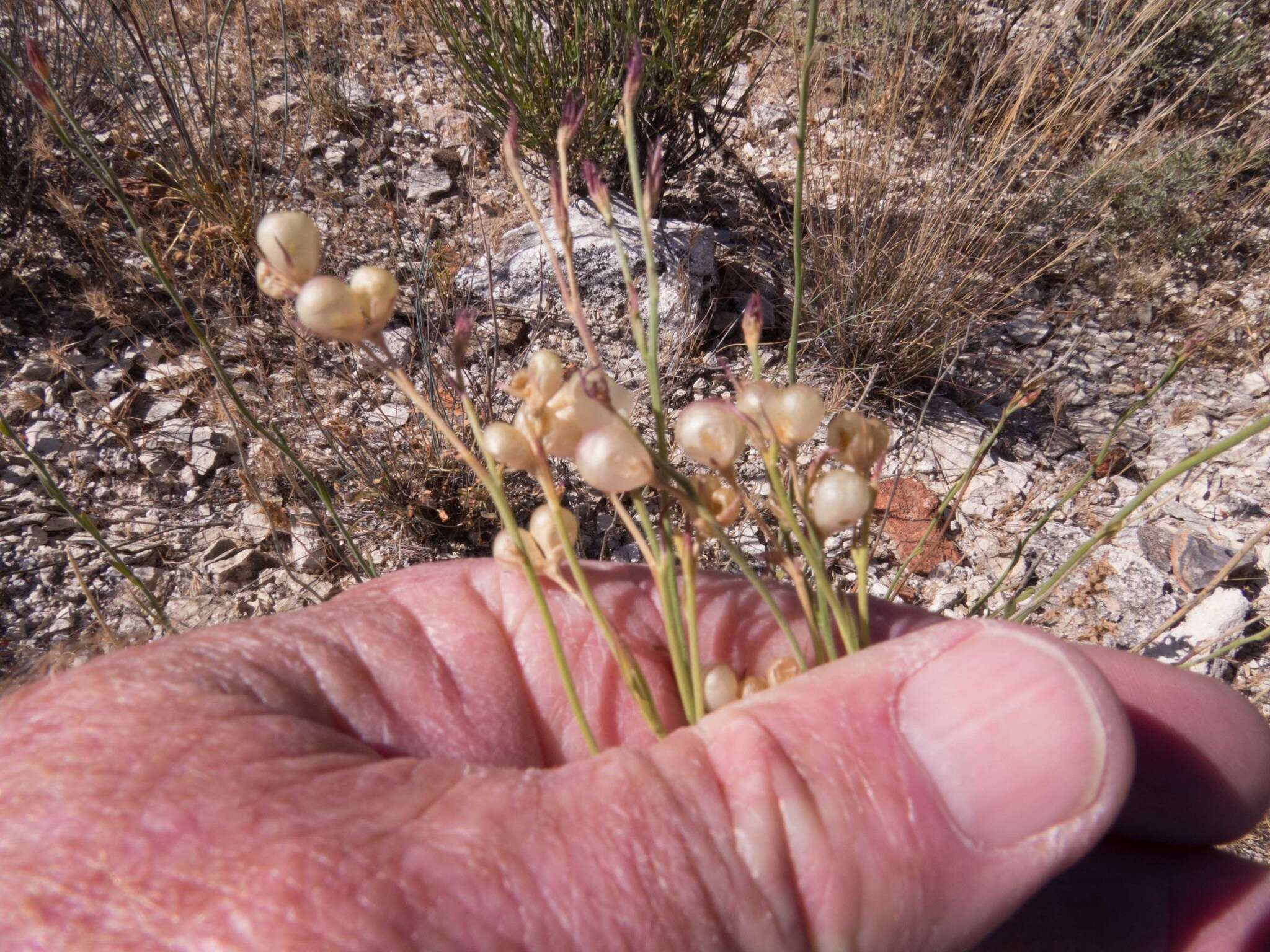 Plancia ëd Menodora scabra Engelm. ex A. Gray