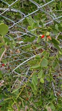 Image of Tricerma vitis-idaeum (Griseb.) Lundell