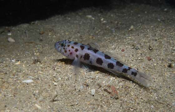 Image of Leopard-spotted Goby