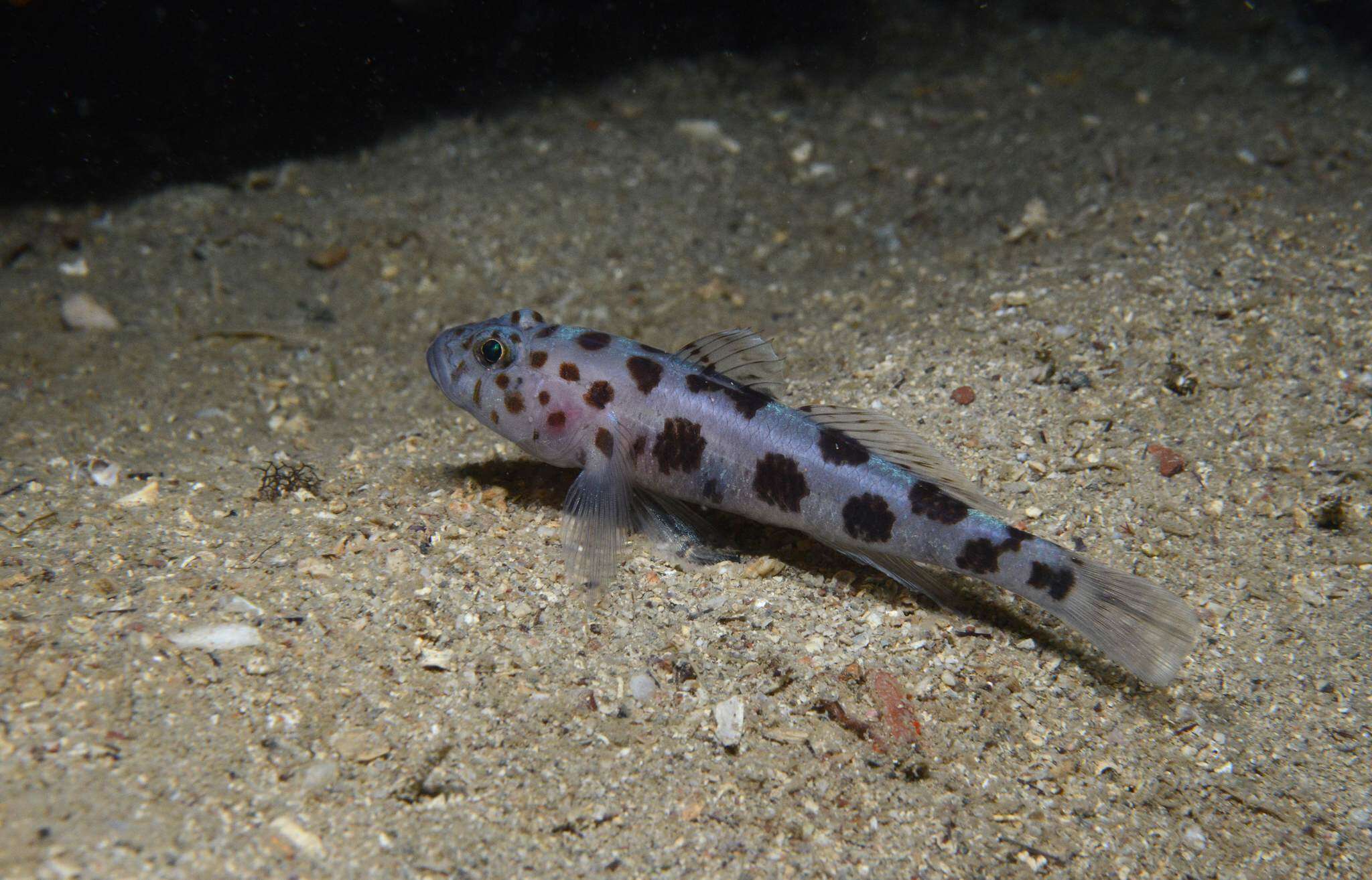 صورة Thorogobius ephippiatus (Lowe 1839)