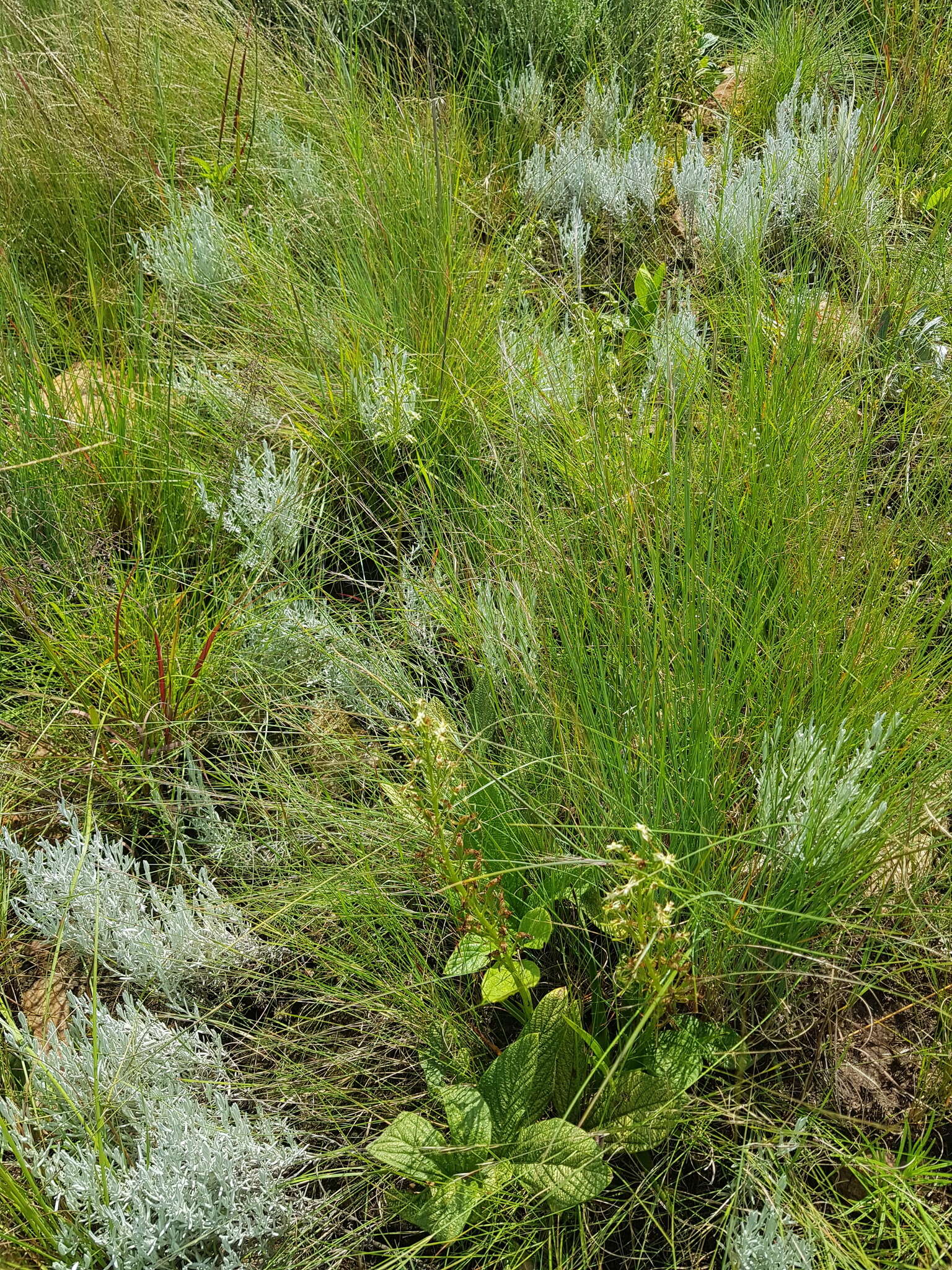 Image of Habenaria galpinii Bolus