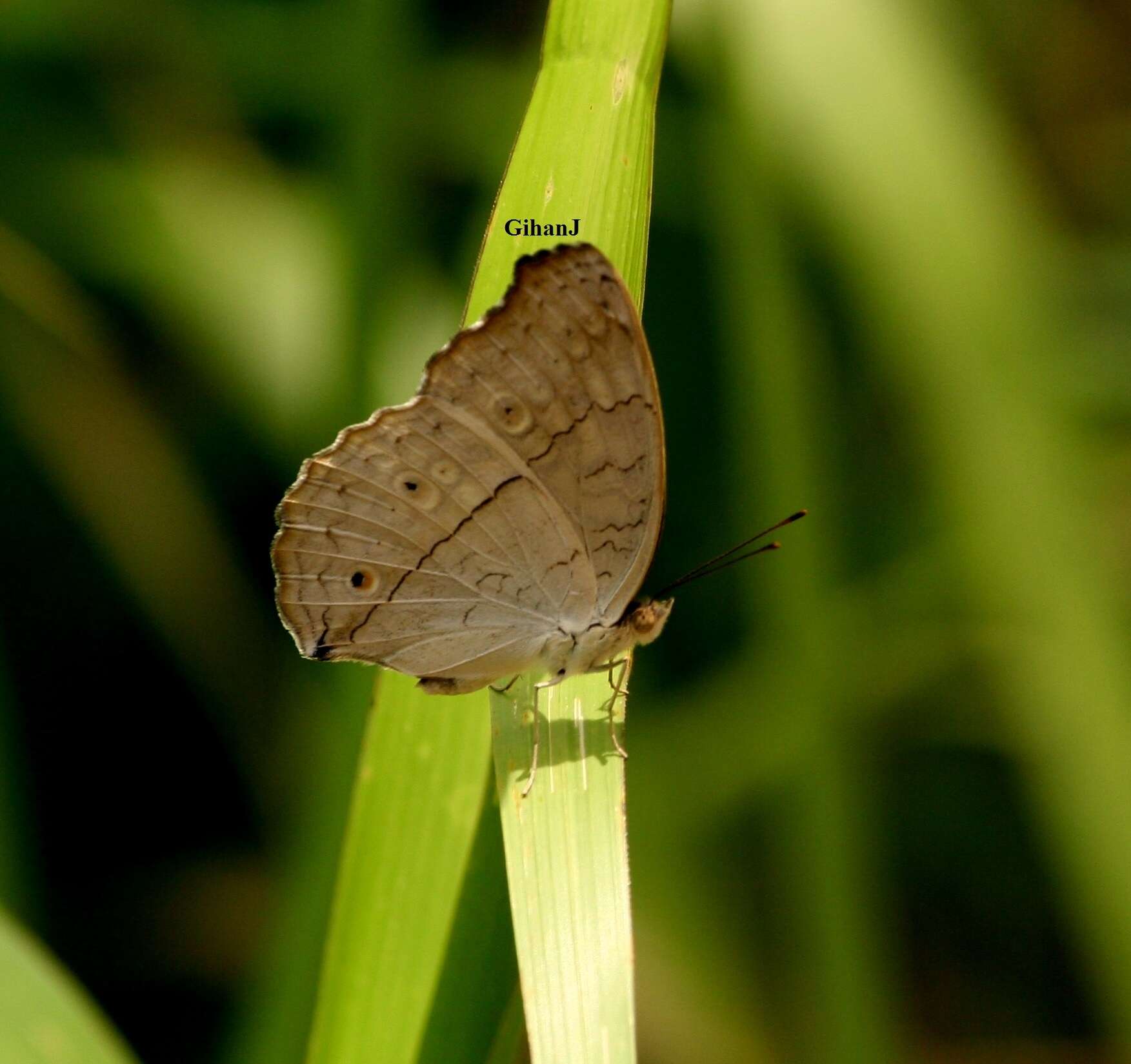 Image of Grey Pansy Butterfly