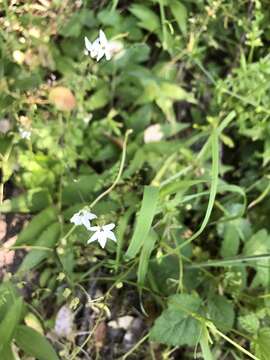 Image of hillside woodland-star